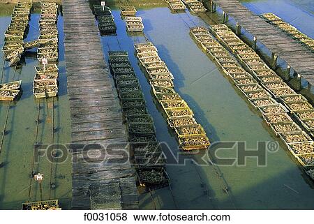 France, Poitou Charentes, Marennes, oyster-farming pond, oyster baskets View Large Photo Image Stock Photo - France, Poitou Charentes, Marennes, oyster-farming pond, oyster baskets. Fotosearch