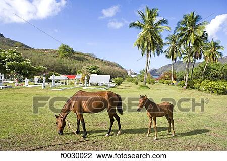 Stock Image - French Polynesia, Marquesas archipelago, Nuku Hiva island, cimetery of Taihoae, horses. Fotosearch