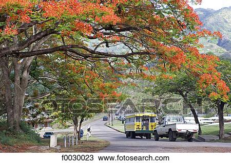 Stock Image - French Polynesia, Marquesas archipelago, Nuku Hiva island, Taihoae, road and flame tree. Fotosearch