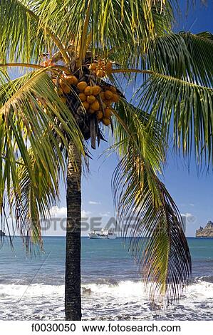 French Polynesia, Marquesas archipelago, Nuku Hiva island, Hatiheu bay, coconut tree View Large Photo Image Stock Image - French Polynesia, Marquesas archipelago, Nuku Hiva island, Hatiheu bay, coconut tree. Fotosearch