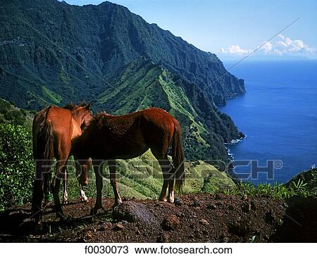 French Polynesia, Marquesas archipelago, Fatu Hiva island, wild horses by Hanavave bay View Large Photo Image Stock Image - French Polynesia, Marquesas archipelago, Fatu Hiva island, wild horses by Hanavave bay. Fotosearch