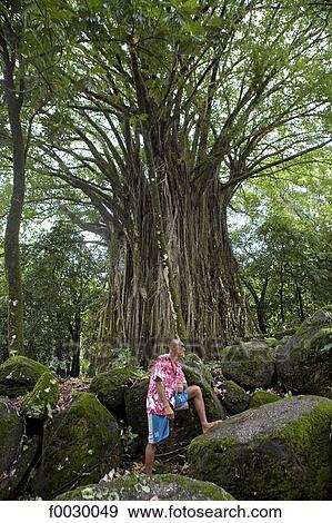 French Polynesia, Marquesas archipelago, Nuku Hiva island, archeological site of Kamuihei, guide by an old banyan View Large Photo Image Stock Photo - French Polynesia, Marquesas archipelago, Nuku Hiva island, archeological site of Kamuihei, guide by an old banyan. Fotosearch