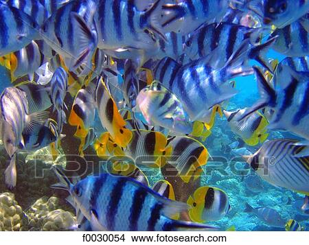 Picture - French Polynesia, Tuamotus, lagoon of Rangiroa, tropical fishes, underwater view. Fotosearch