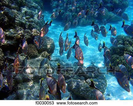 French Polynesia, Tuamotus, lagoon of Rangiroa, tropical fishes, underwater view View Large Photo Image Stock Image - French Polynesia, Tuamotus, lagoon of Rangiroa, tropical fishes, underwater view. Fotosearch
