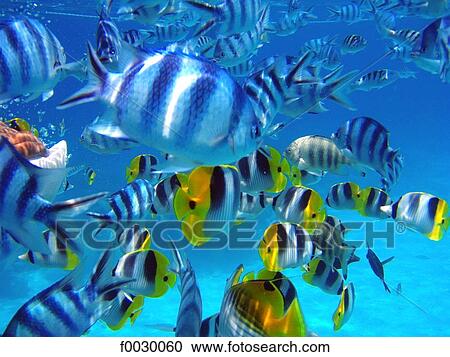 French Polynesia, Tuamotus, lagoon of Rangiroa, tropical fishes, underwater view View Large Photo Image Stock Image - French Polynesia, Tuamotus, lagoon of Rangiroa, tropical fishes, underwater view. Fotosearch