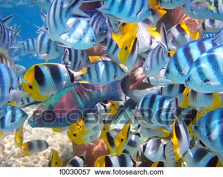 French Polynesia, Tuamotus, lagoon of Rangiroa, tropical fishes, underwater view View Large Photo Image Stock Photo - French Polynesia, Tuamotus, lagoon of Rangiroa, tropical fishes, underwater view. Fotosearch