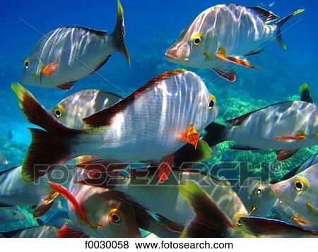 French Polynesia, Tuamotus, lagoon of Rangiroa, tropical fishes, underwater view View Large Photo Image Stock Photo - French Polynesia, Tuamotus, lagoon of Rangiroa, tropical fishes, underwater view. Fotosearch