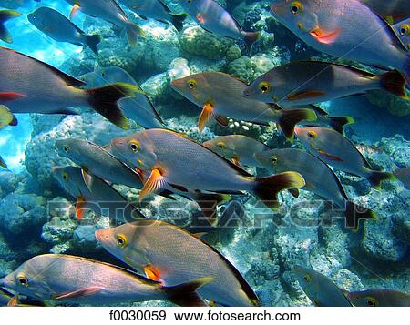 French Polynesia, Tuamotus, lagoon of Rangiroa, tropical fishes, underwater view View Large Photo Image Stock Photo - French Polynesia, Tuamotus, lagoon of Rangiroa, tropical fishes, underwater view. Fotosearch
