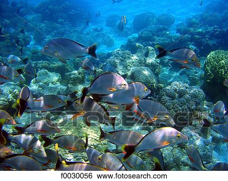 Stock Photograph - French Polynesia, Tuamotus, lagoon of Rangiroa, tropical fishes, underwater view. Fotosearch