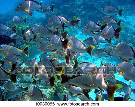 French Polynesia, Tuamotus, lagoon of Rangiroa, tropical fishes, underwater view View Large Photo Image Stock Photography - French Polynesia, Tuamotus, lagoon of Rangiroa, tropical fishes, underwater view. Fotosearch