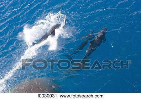 Stock Image - French Polynesia, Tuamotus, Rangiroa, dolphins following the ship in the atoll pass. Fotosearch