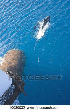 French Polynesia, Tuamotus, Rangiroa, dolphins following the ship in the atoll pass View Large Photo Image Stock Image - French Polynesia, Tuamotus, Rangiroa, dolphins following the ship in the atoll pass. Fotosearch