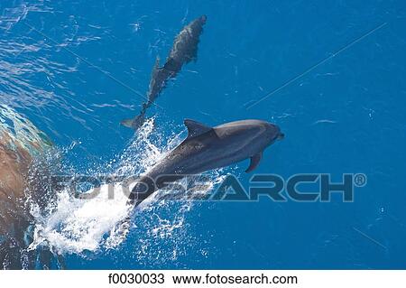 French Polynesia, Tuamotus, Rangiroa, dolphins following the ship in the atoll pass View Large Photo Image Stock Image - French Polynesia, Tuamotus, Rangiroa, dolphins following the ship in the atoll pass. Fotosearch