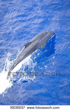 French Polynesia, Tuamotus, Rangiroa, dolphin in the atoll pass View Large Photo Image Stock Photo - French Polynesia, Tuamotus, Rangiroa, dolphin in the atoll pass. Fotosearch