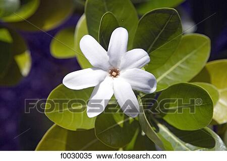 French Polynesia, Tuamotus, Rangiroa, tiara flower View Large Photo Image Stock Photography - French Polynesia, Tuamotus, Rangiroa, tiara flower. Fotosearch