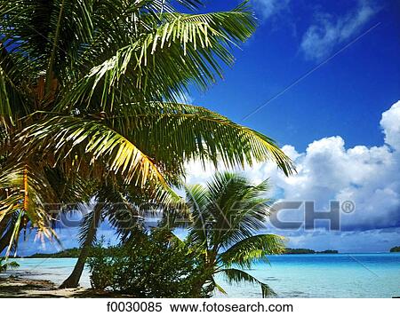 French Polynesia, Tuamotus, Rangiroa, beach and coconut trees by the lagoon View Large Photo Image Stock Photography - French Polynesia, Tuamotus, Rangiroa, beach and coconut trees by the lagoon. Fotosearch