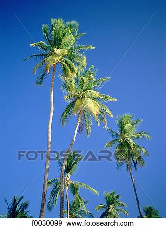 Grenada, the Grenadines, Carriacou island, coconut trees View Large Photo Image Stock Photo - Grenada, the Grenadines, Carriacou island, coconut trees. Fotosearch
