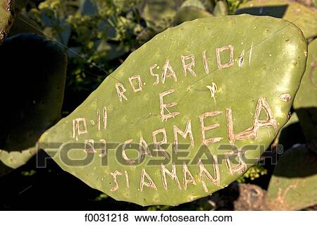 Stock Photo - Italy, Sicily, Agrigente, cactus. Fotosearch