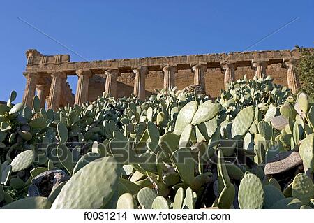 Italy, Sicily, Agrigente, concordia greek temple and cactus View Large Photo Image Picture - Italy, Sicily, Agrigente, concordia greek temple and cactus. Fotosearch
