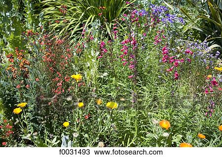 Portugal, Madeira, Funchal, Palheiro estate, Blandy's botanical gardens, flowers View Large Photo Image Stock Image - Portugal, Madeira, Funchal, Palheiro estate, Blandy's botanical gardens, flowers. Fotosearch