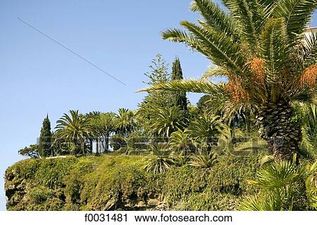 Portugal, Madeira, Funchal, palm-tree View Large Photo Image Stock Image - Portugal, Madeira, Funchal, palm-tree. Fotosearch