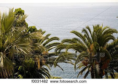 Stock Image - Portugal, Madeira, Funchal, sea and palm-tree. Fotosearch