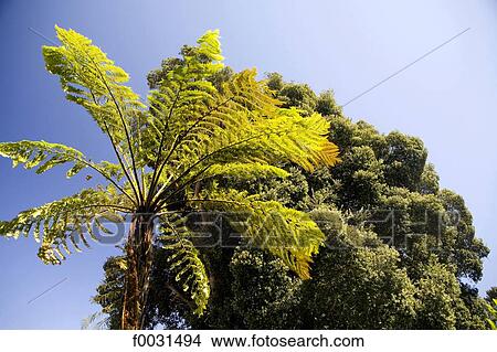 Picture - Portugal, Madeira, Funchal, tree fern. Fotosearch