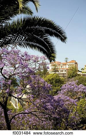 Picture - Portugal, Madeira, Funchal, vegetation and hotel. Fotosearch