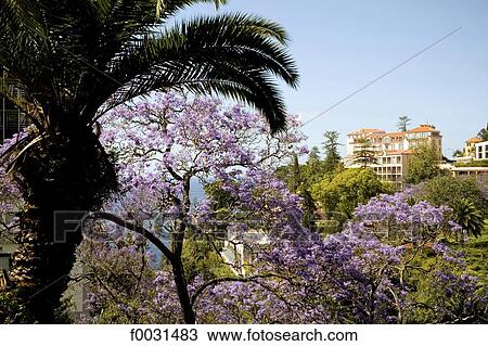 Stock Image - Portugal, Madeira, Funchal, vegetation and hotel. Fotosearch