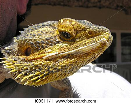 Stock Image - South Australia, Coober Pedy, pet iguana. Fotosearch