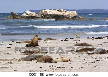 South Australia, Kangaroo island, seals at seaside View Large Photo Image Stock Photo - South Australia, Kangaroo island, seals at seaside. Fotosearch