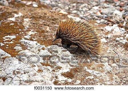 Stock Image - South Australia, Kangaroo island, indigenous porcupine. Fotosearch