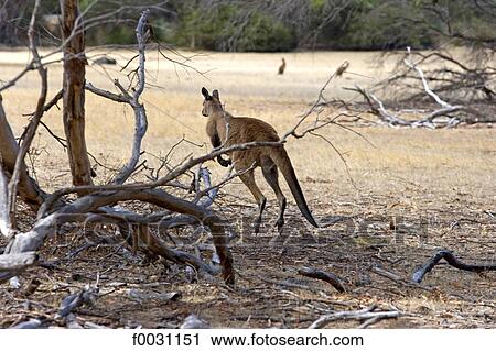 South Australia, Kangaroo island, indigenous kangaroo View Large Photo Image Stock Image - South Australia, Kangaroo island, indigenous kangaroo. Fotosearch