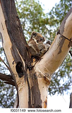 South Australia, Kangaroo island, wild koala mother and puppy in an eucapalytus tree View Large Photo Image Stock Photo - South Australia, Kangaroo island, wild koala mother and puppy in an eucapalytus tree. Fotosearch