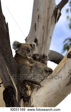 Stock Photo - South Australia, Kangaroo island, wild koala mother and puppy in an eucapalytus tree. Fotosearch