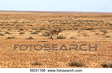 Stock Photograph - South Australia, near Coober Pedy, the breakaways, kangaroo. Fotosearch