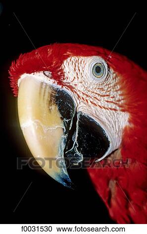 Stock Image - Thailand, Bangkok, Chatuchak market, thai parrot. Fotosearch