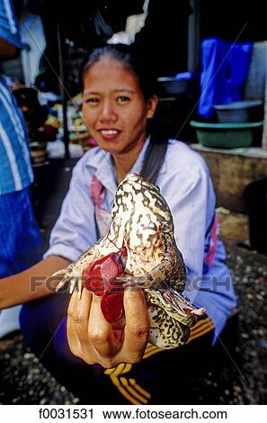 Thailand, Bangkok, Chatuchak market, giant frog View Large Photo Image Stock Image - Thailand, Bangkok, Chatuchak market, giant frog. Fotosearch