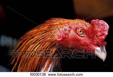 Thailand, Bangkok, Chatuchak market, fighting cock portrait View Large Photo Image Stock Photo - Thailand, Bangkok, Chatuchak market, fighting cock portrait. Fotosearch