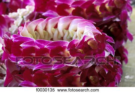 Thailand, Bangkok, Pak Klong Talat market, orchids lei View Large Photo Image Stock Photography - Thailand, Bangkok, Pak Klong Talat market, orchids lei. Fotosearch