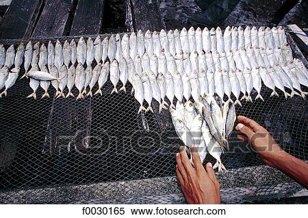 Thailand, Phang Nga bay, Koh Pannyi island, drying fishes View Large Photo Image Stock Photography - Thailand, Phang Nga bay, Koh Pannyi island, drying fishes. Fotosearch