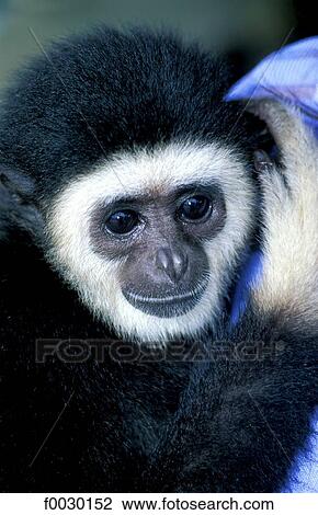Thailand, Phuket island, small monkey pet View Large Photo Image Stock Image - Thailand, Phuket island, small monkey pet. Fotosearch