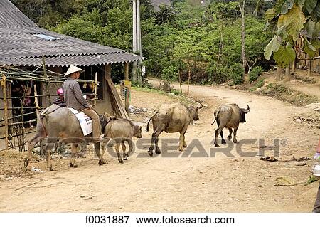 Vietnam, Bac Ha village, Hmong peasant. View Large Photo Image Stock Photo - Vietnam, Bac Ha village, Hmong peasant.. Fotosearch