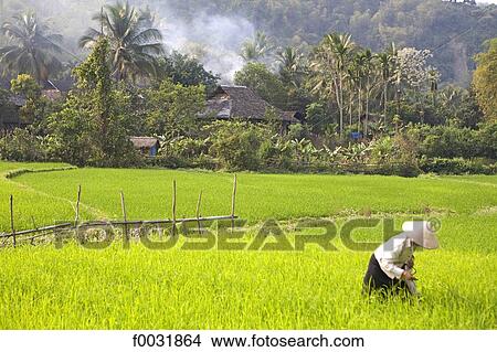 Vietnam, Lai Chau, ricefields. View Large Photo Image Picture - Vietnam, Lai Chau, ricefields.. Fotosearch