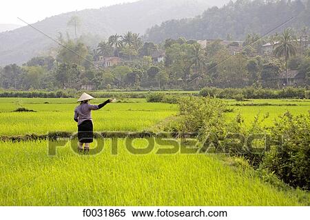 Stock Photography - Vietnam, Lai Chau, ricefields.. Fotosearch