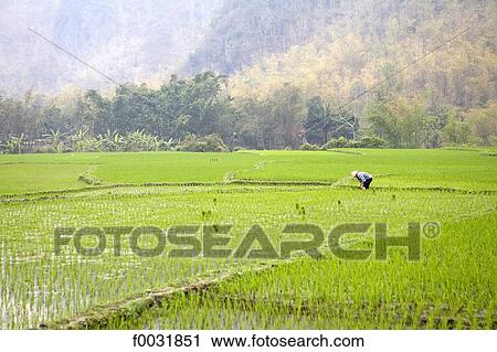 Vietnam, Mai Chau, ricefields. View Large Photo Image Stock Image - Vietnam, Mai Chau, ricefields.. Fotosearch