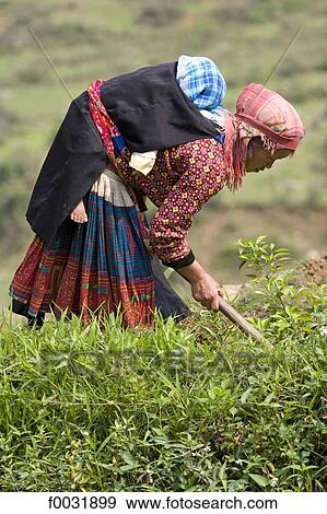 Vietnam, on the road to Sappa, woman working in fields with her child on the back. View Large Photo Image Stock Photo - Vietnam, on the road to Sappa, woman working in fields with her child on the back.. Fotosearch