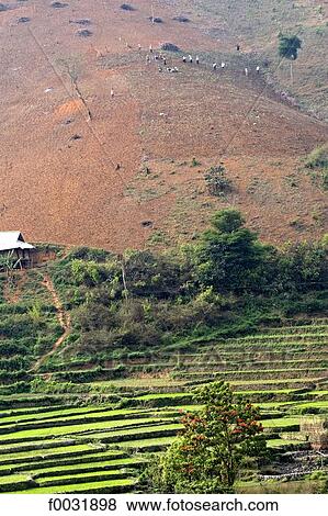 Vietnam, ricefield, group on the road to Lai Chau. View Large Photo Image Stock Photo - Vietnam, ricefield, group on the road to Lai Chau.. Fotosearch