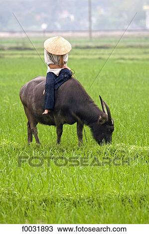 Vietnam, road to Halong bay, woman on a ox. View Large Photo Image Stock Image - Vietnam, road to Halong bay, woman on a ox.. Fotosearch