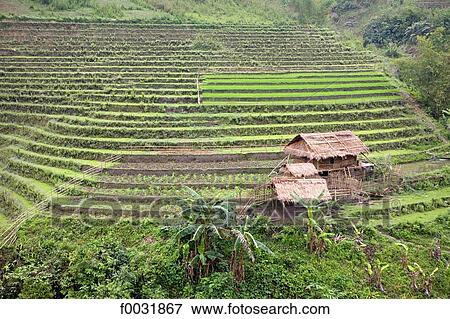 Stock Photo - Vietnam, road to Sappa, ricefields.. Fotosearch